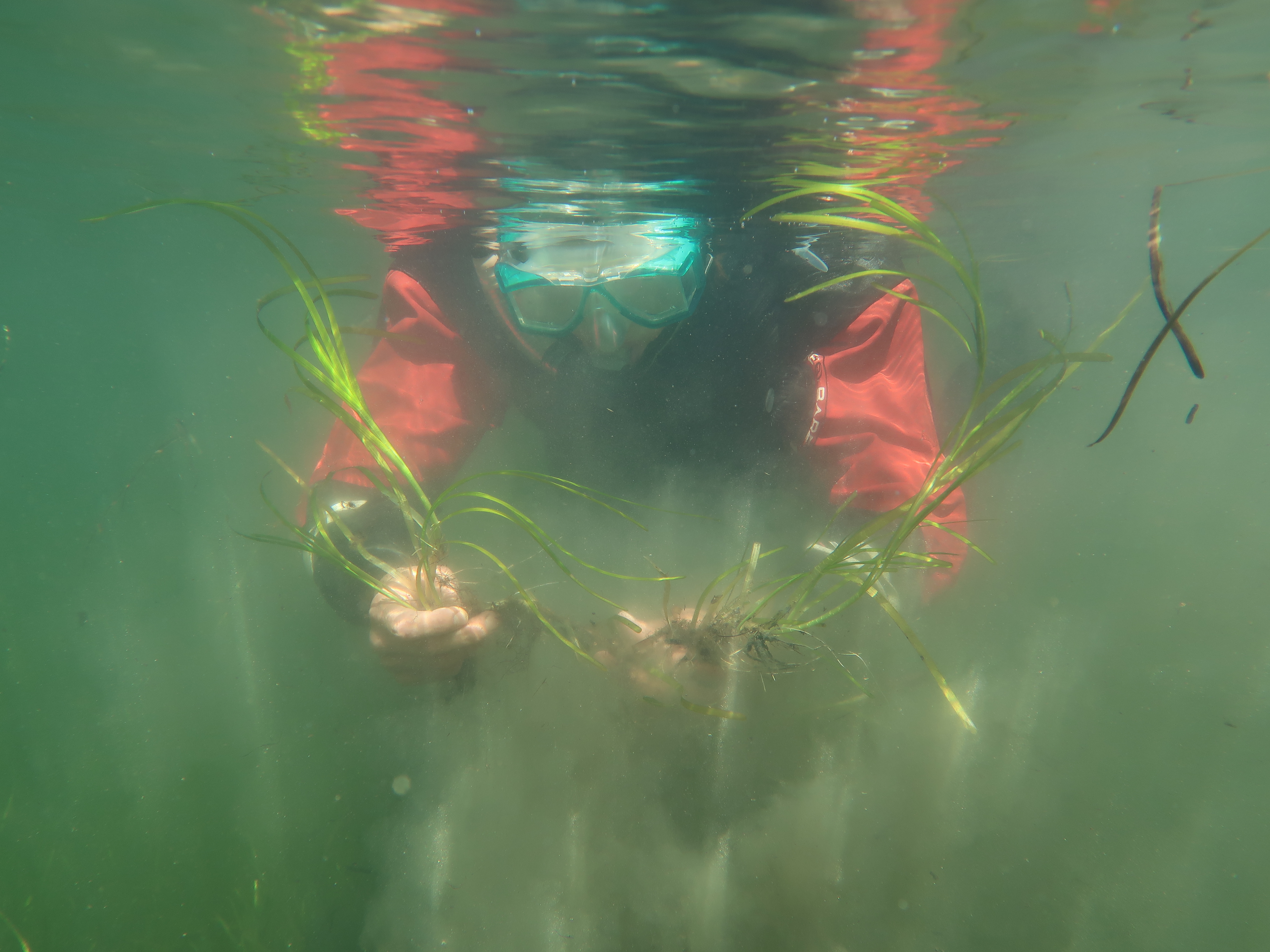 Restoration of eelgrass meadow. Photo: Camilla With Fagerli