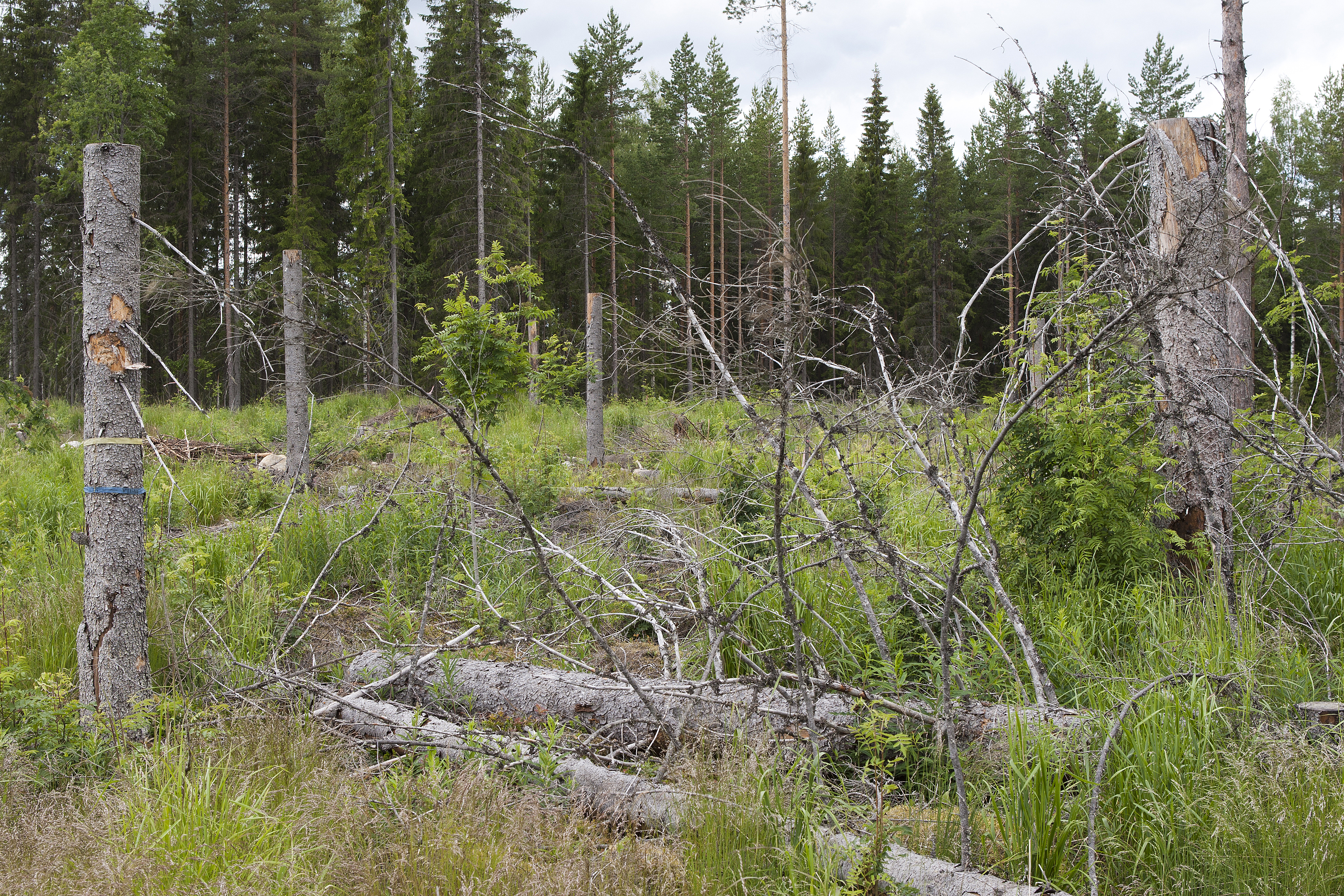 High tree stumps/ snags. Photo: Erkki Oksanen