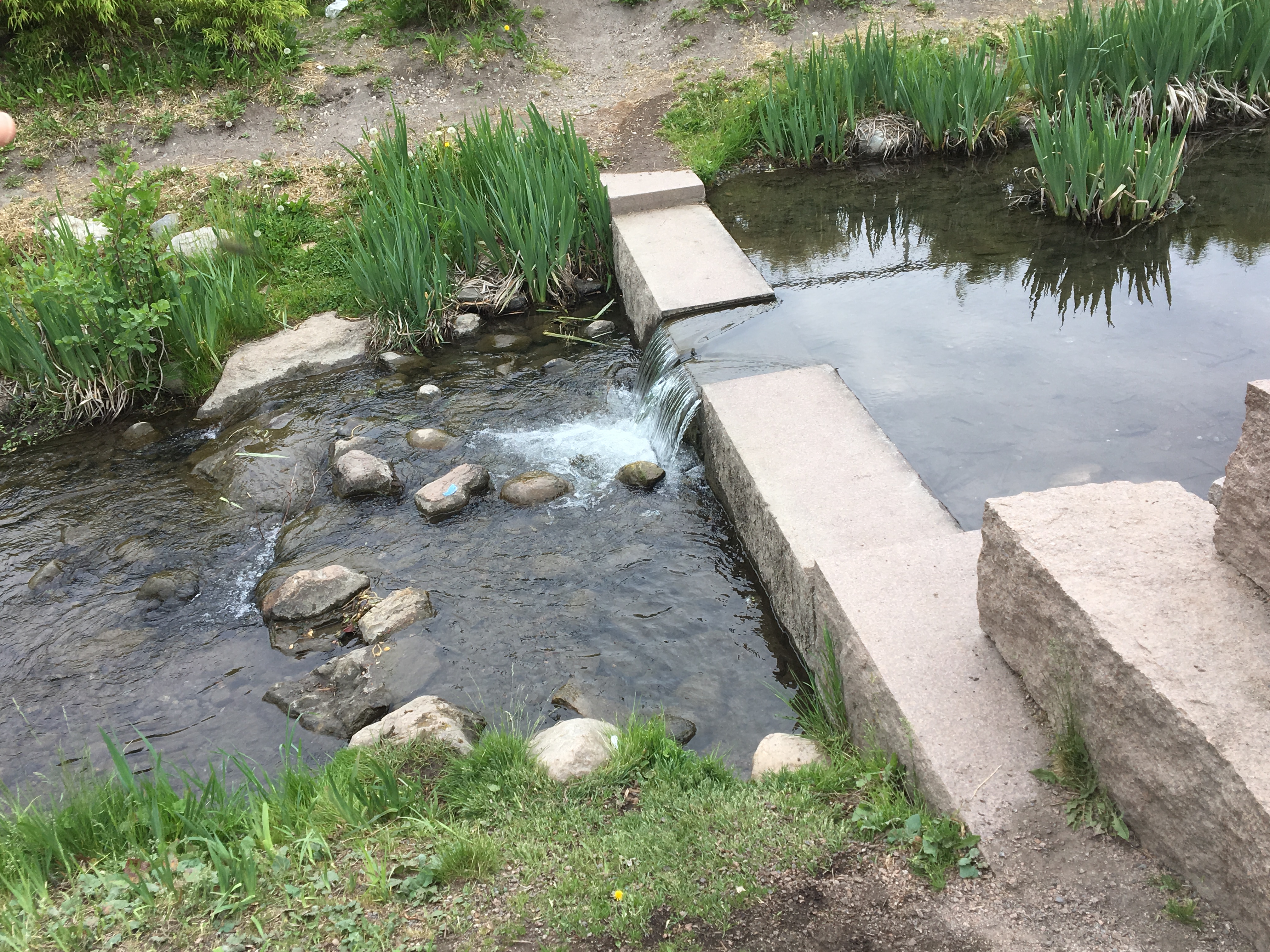 Re-oponed stretch along Hovinbekken (Oslo). Photo: Line Barkved (NIVA)