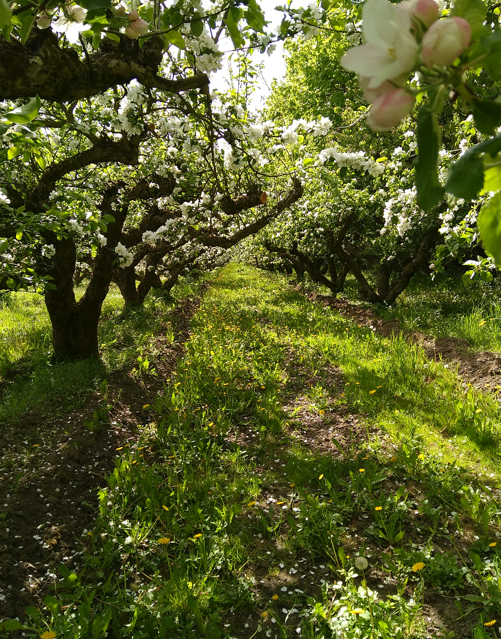 Perennial crop: apple orchard in Sweden. Photo: Georg Andersson