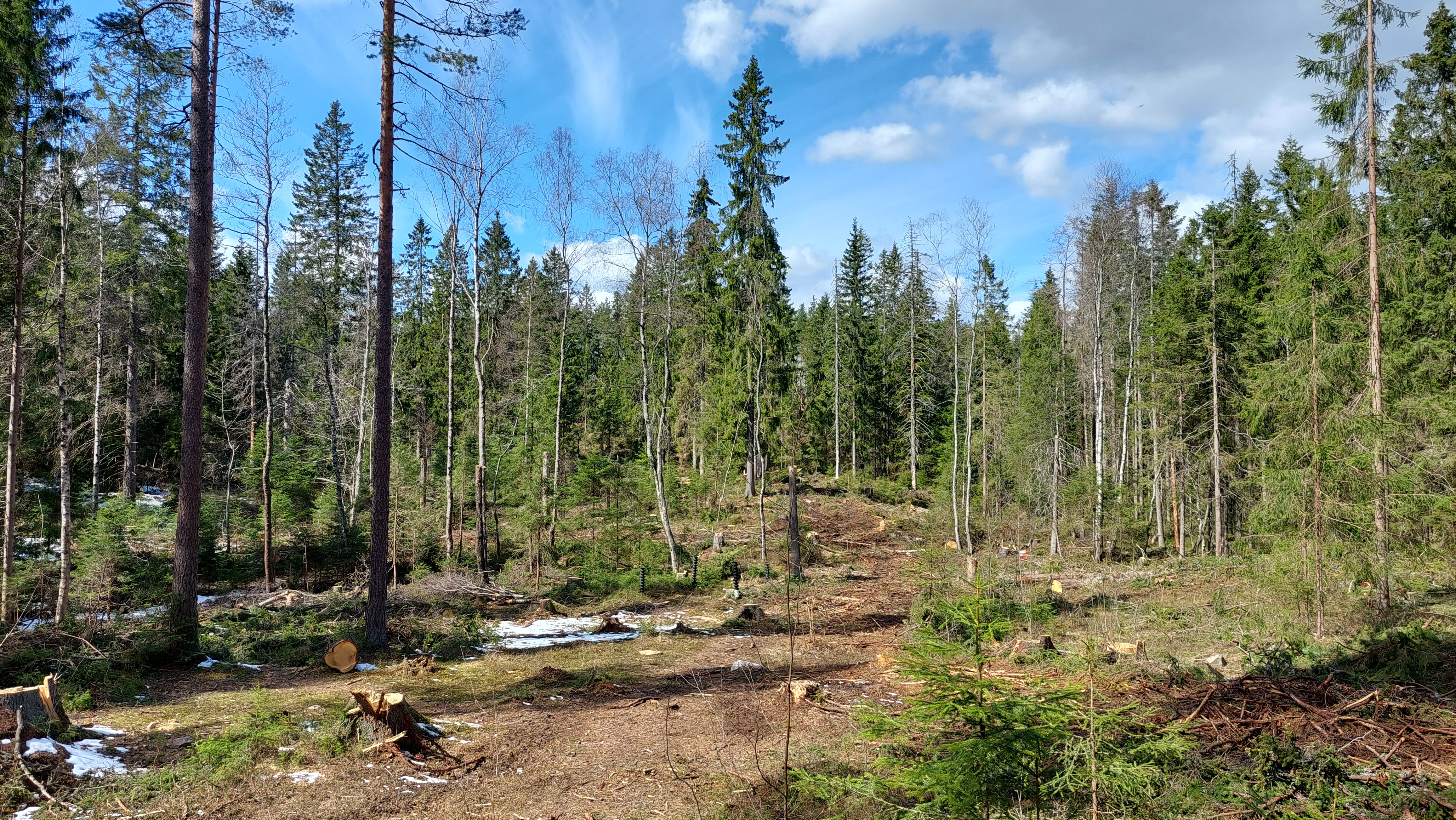 Multifunctional forestry in Oslo, Norway. Photo: Bymiljøetaten