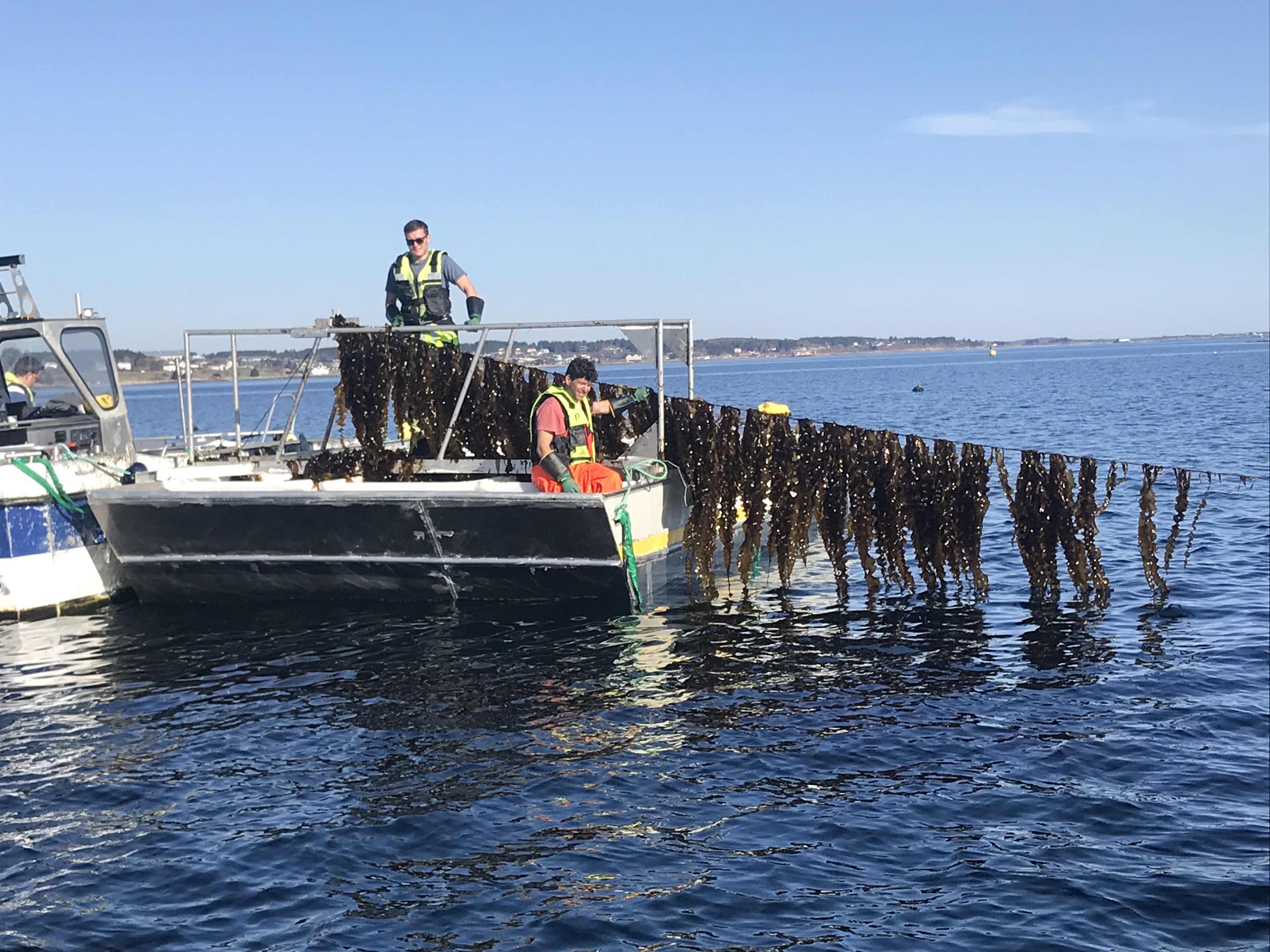 Taredyrkingsanlegg. Foto: Trine Bekkby