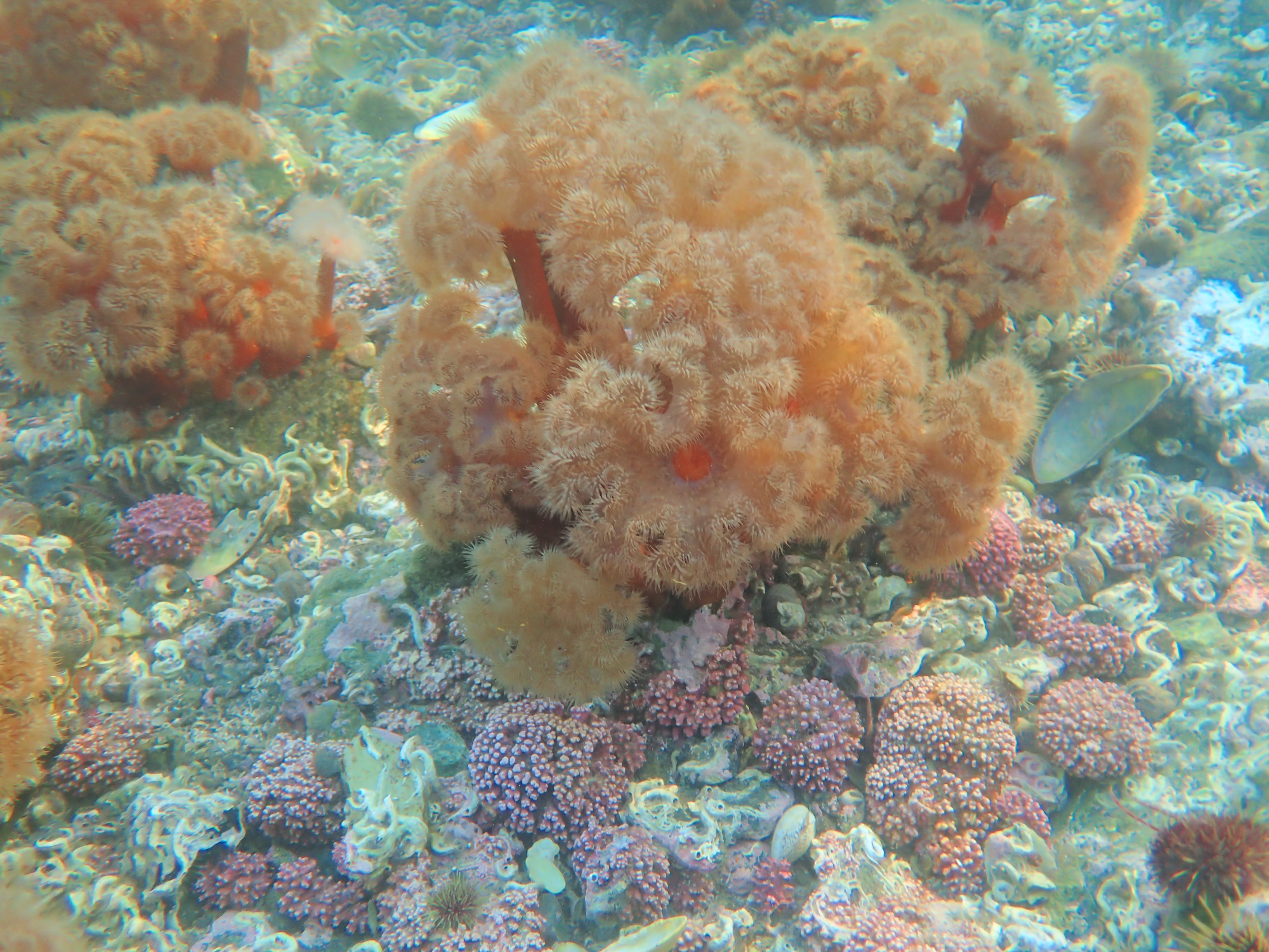 Marine garden. Photo: Eli Rinde