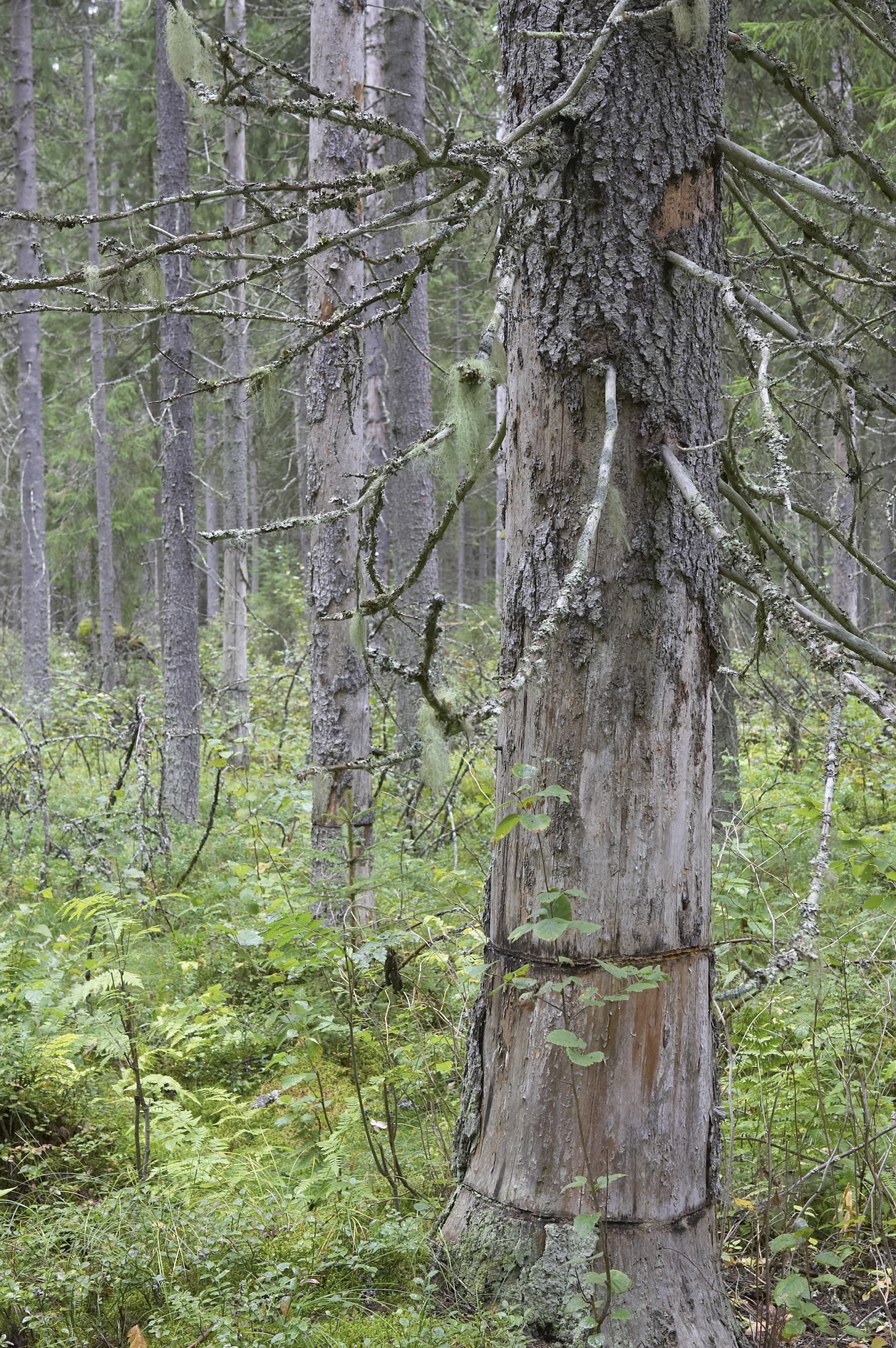 Girdled tree. Photo: Erkki Oksanen