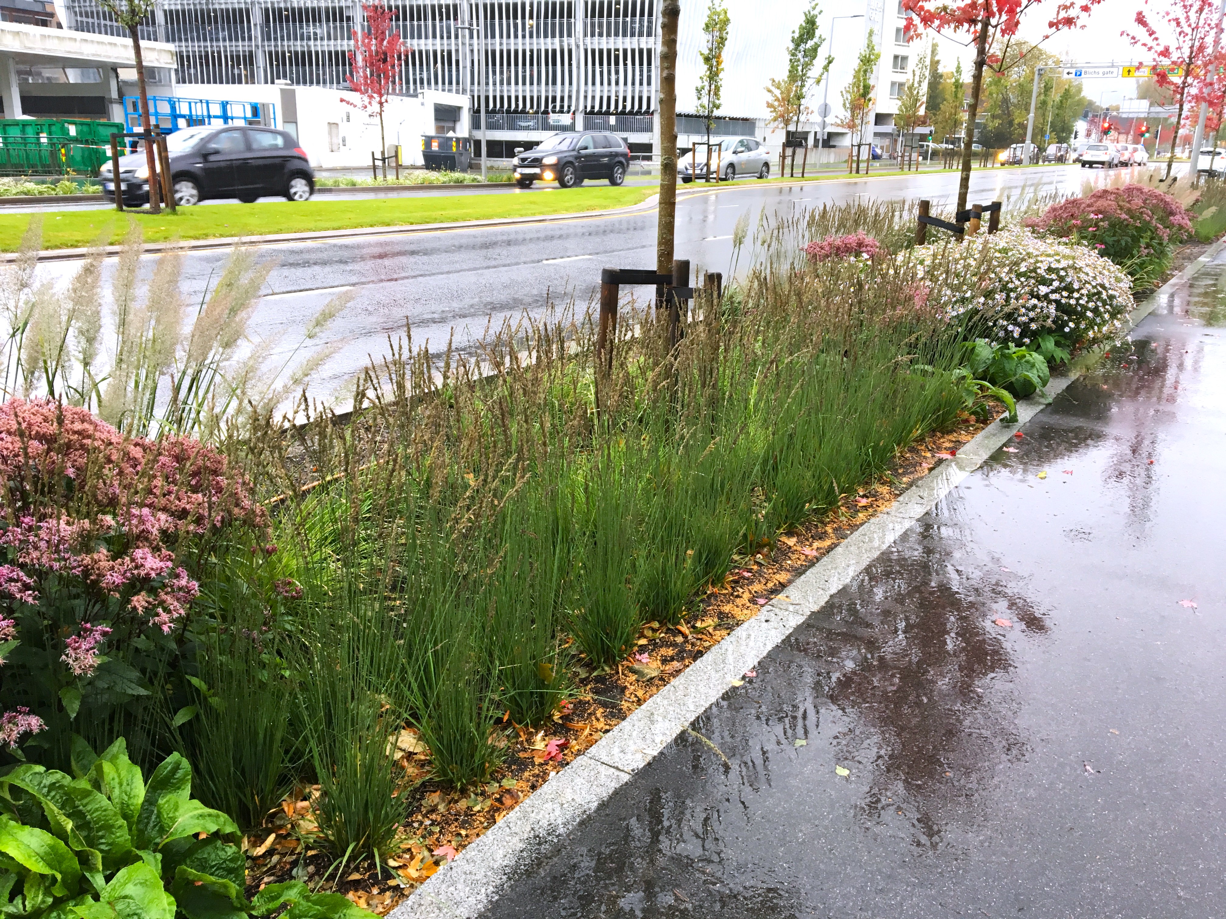 Rain garden in Bjørstjerne gate in Drammen. Photo: Line Barkved (NIVA)