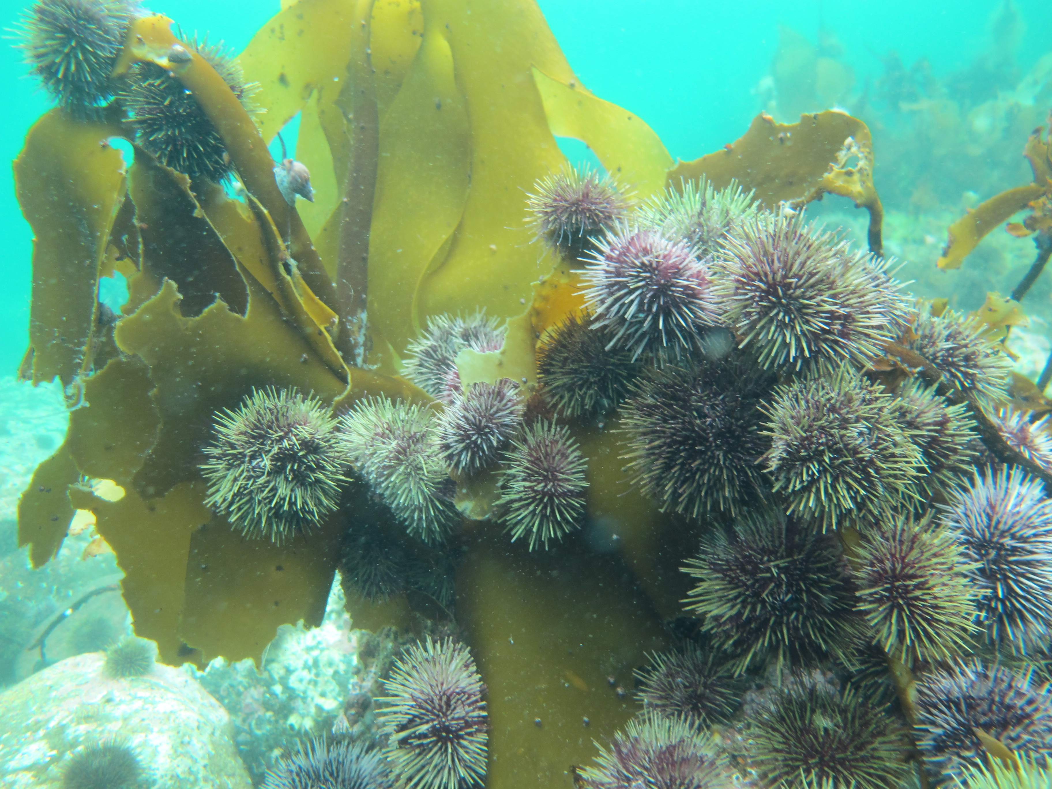 Green sea urchins feeding on kelp. Photo: Eli Rinde