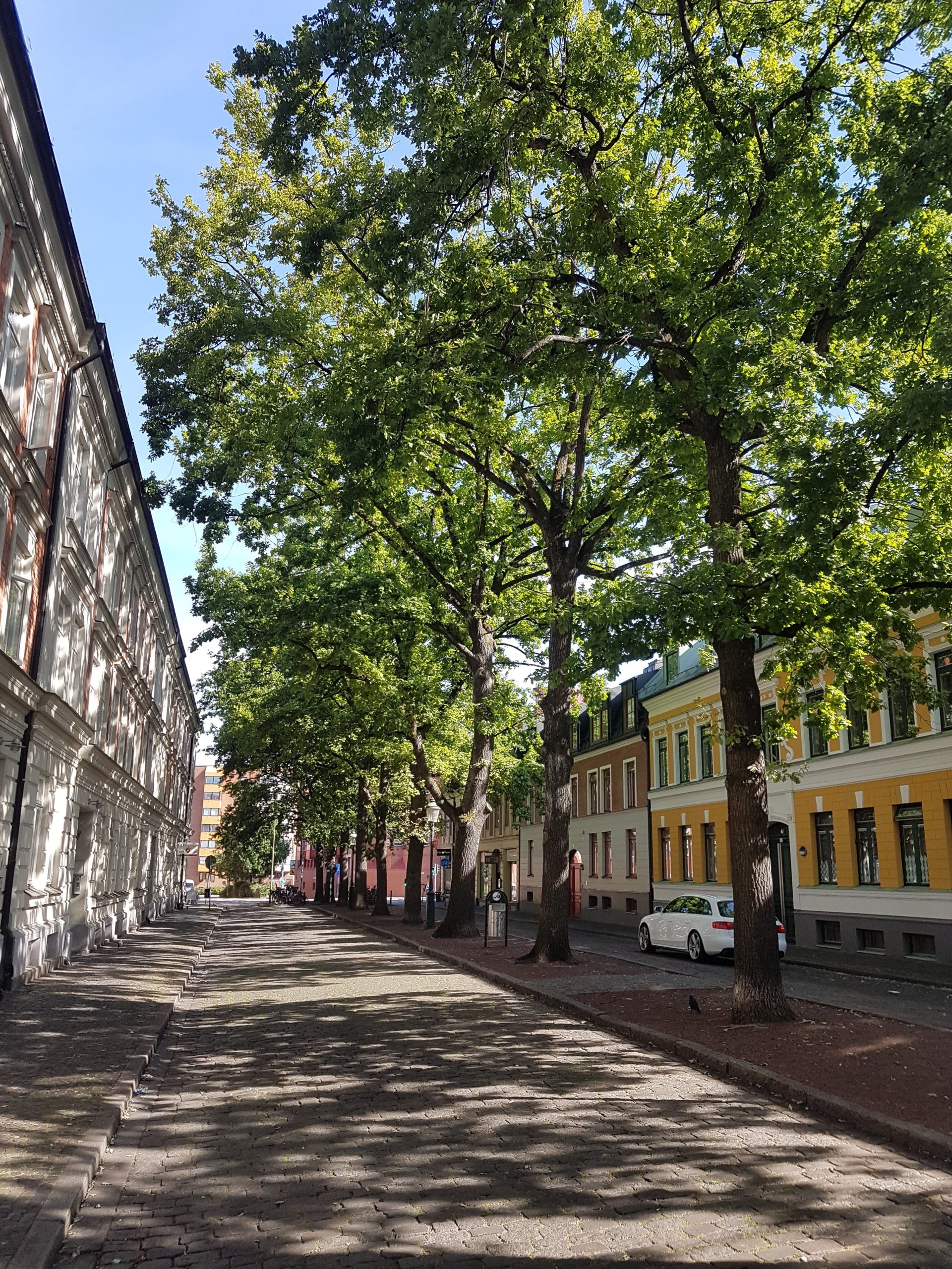 Trees provide shade and help regulate temperature in city streets, reducing the urban heat island effect. Photo: Gustav Nässlander, CC BY) 