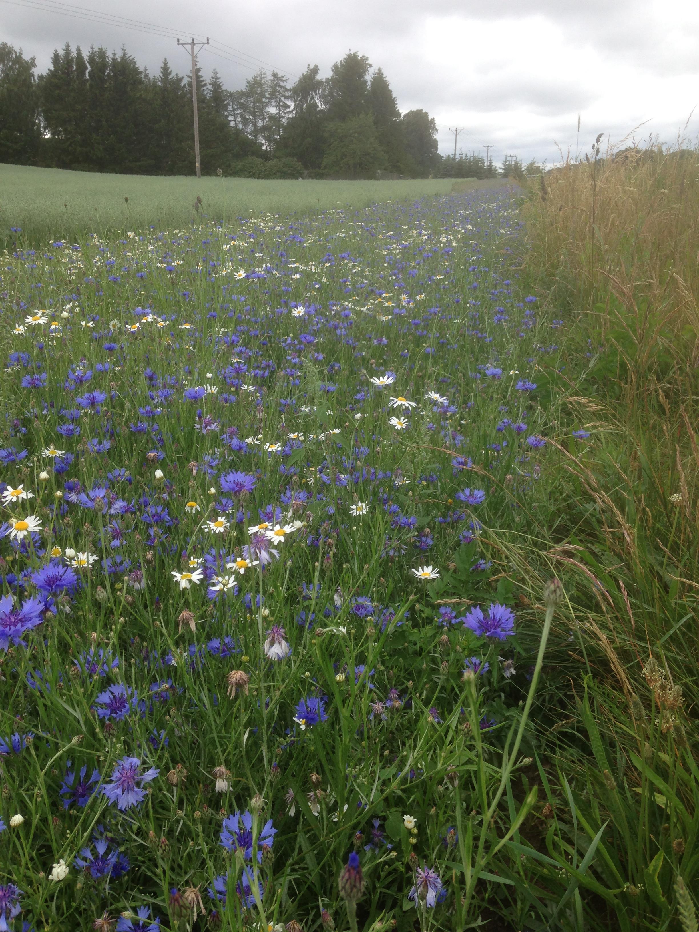 Flower strip. Photo: Annelie Jönsson