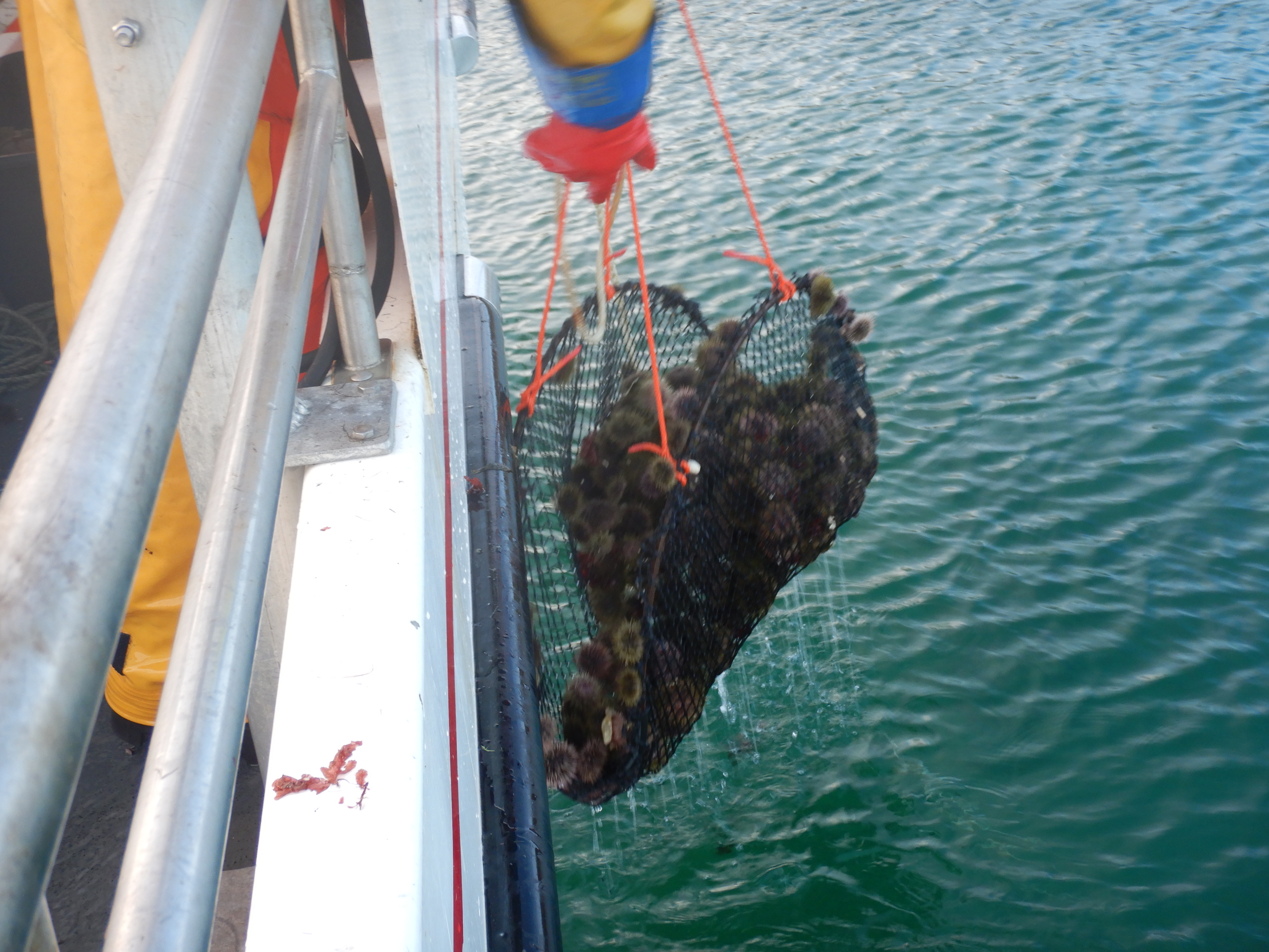 Harvesting of sea urchins. Photo: Hartvig Christie
