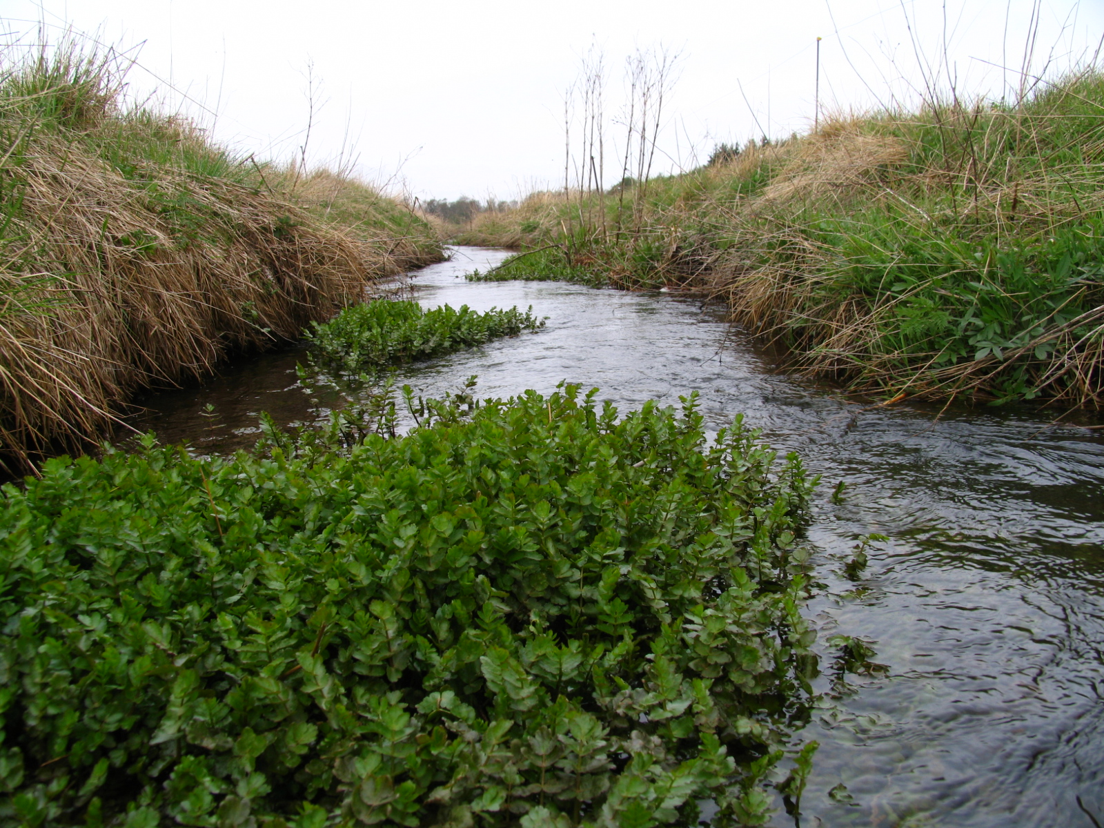 Keeping vegetation in the river can also be a way to raise the water level, thereby slowing down the flow of water and protecting downstream areas from flooding. Photo: NIRAS
