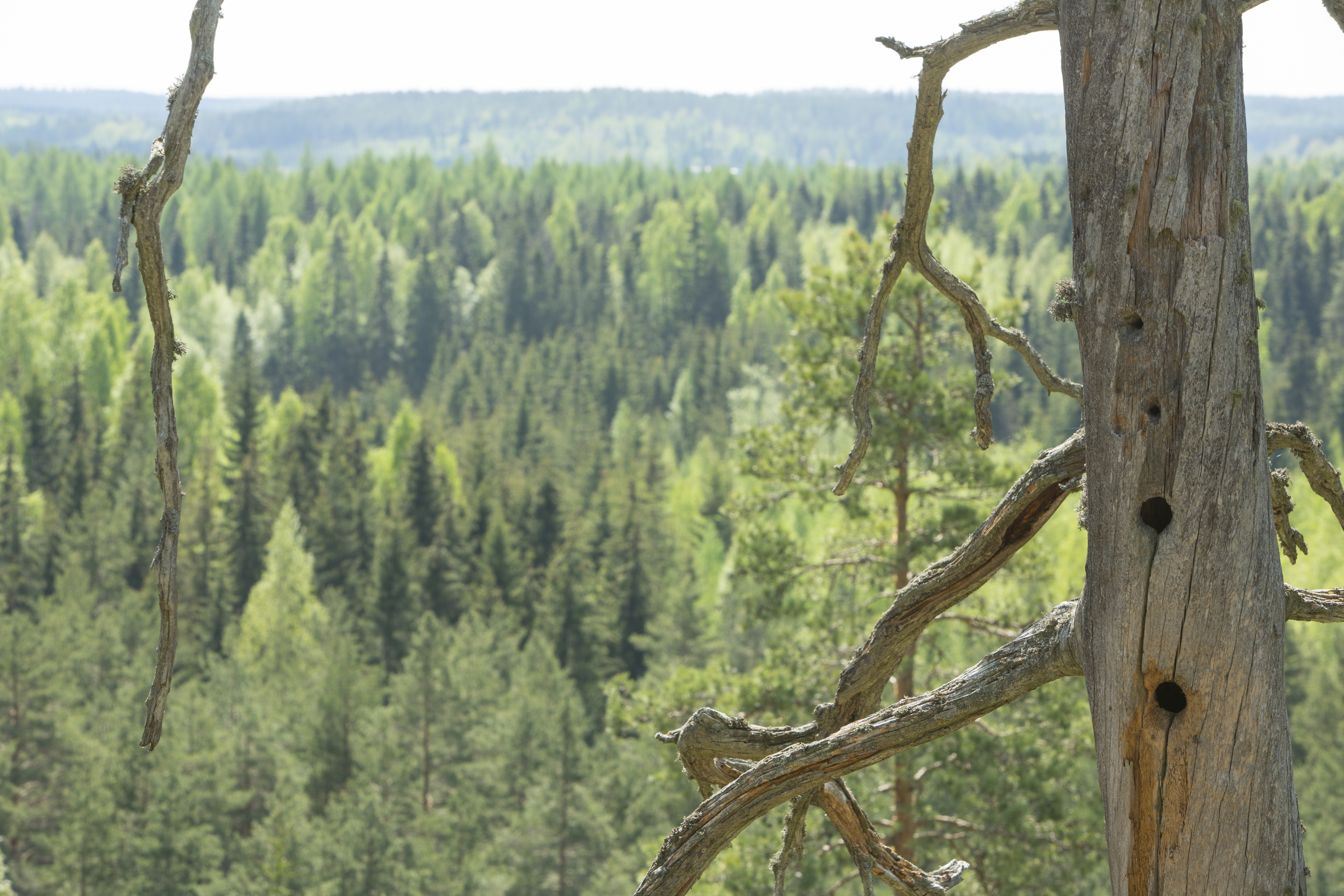 Standing dead tree. Photo: Erkki Oksanen