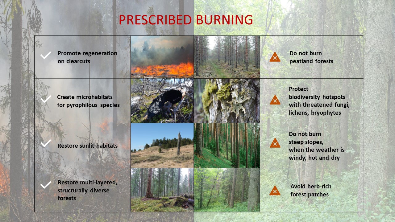 Graphic: Ekaterina Shorohova