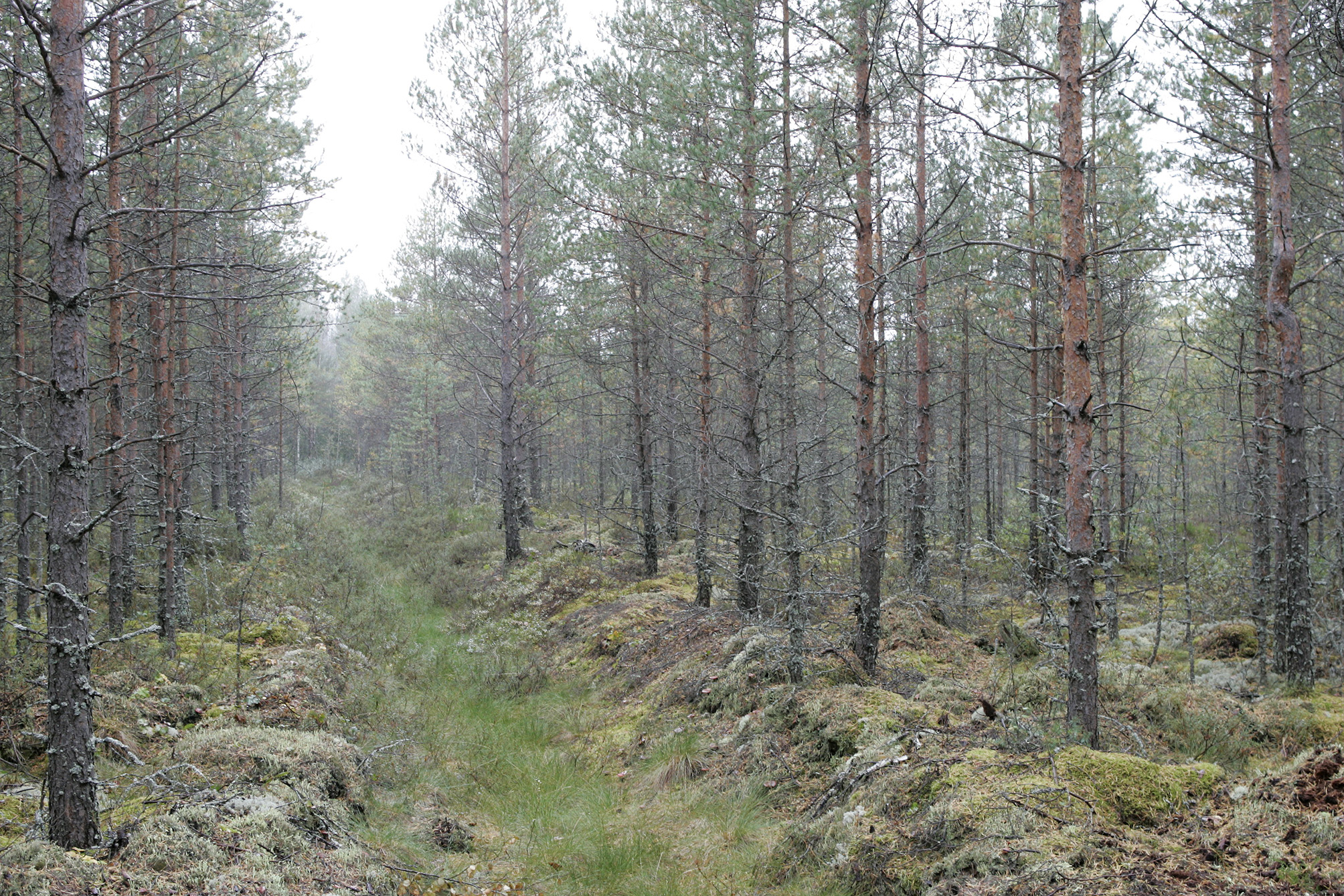 Drained forested peatland. Photo: Metla