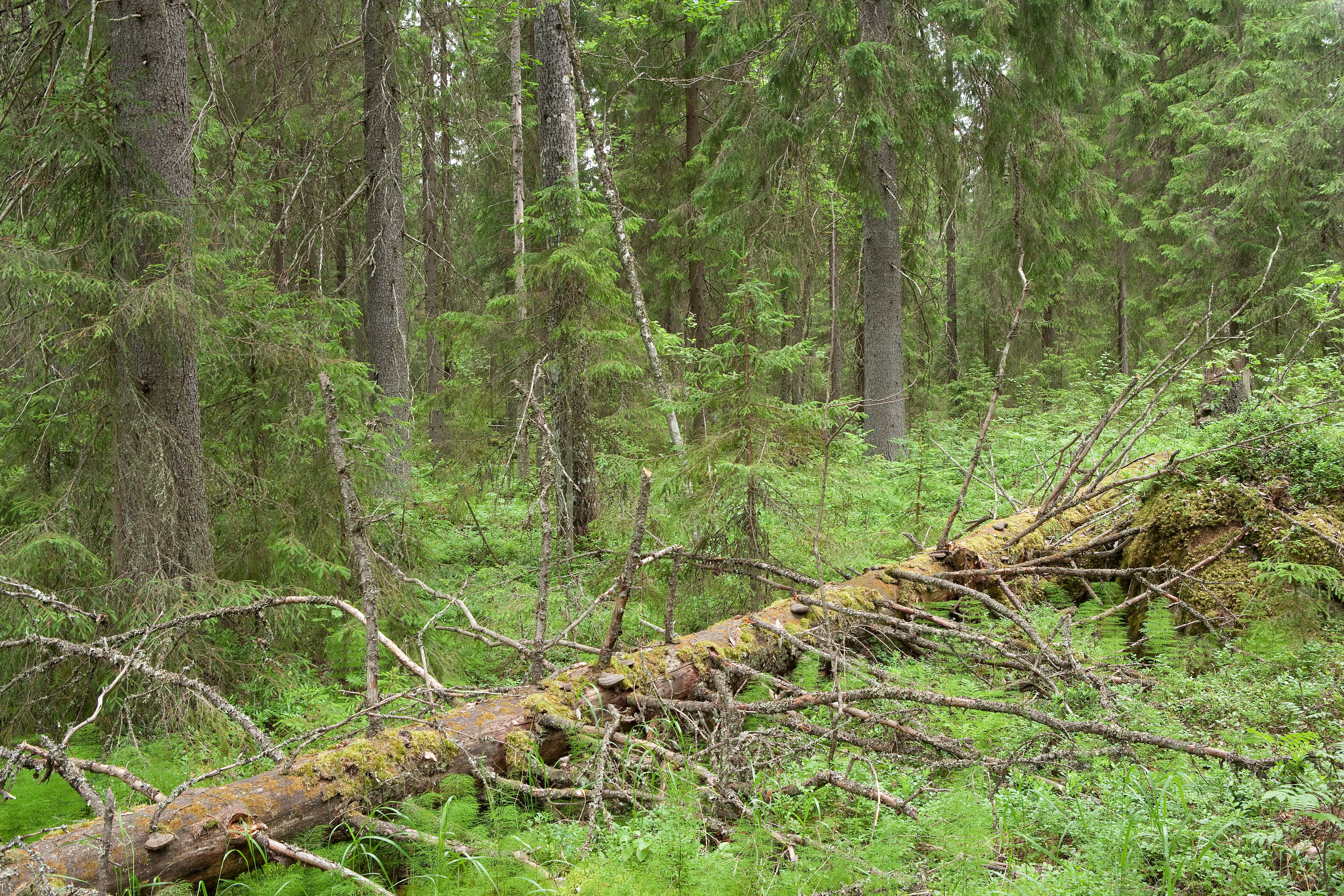 Downed wood. Photo: Erkki Oksanen