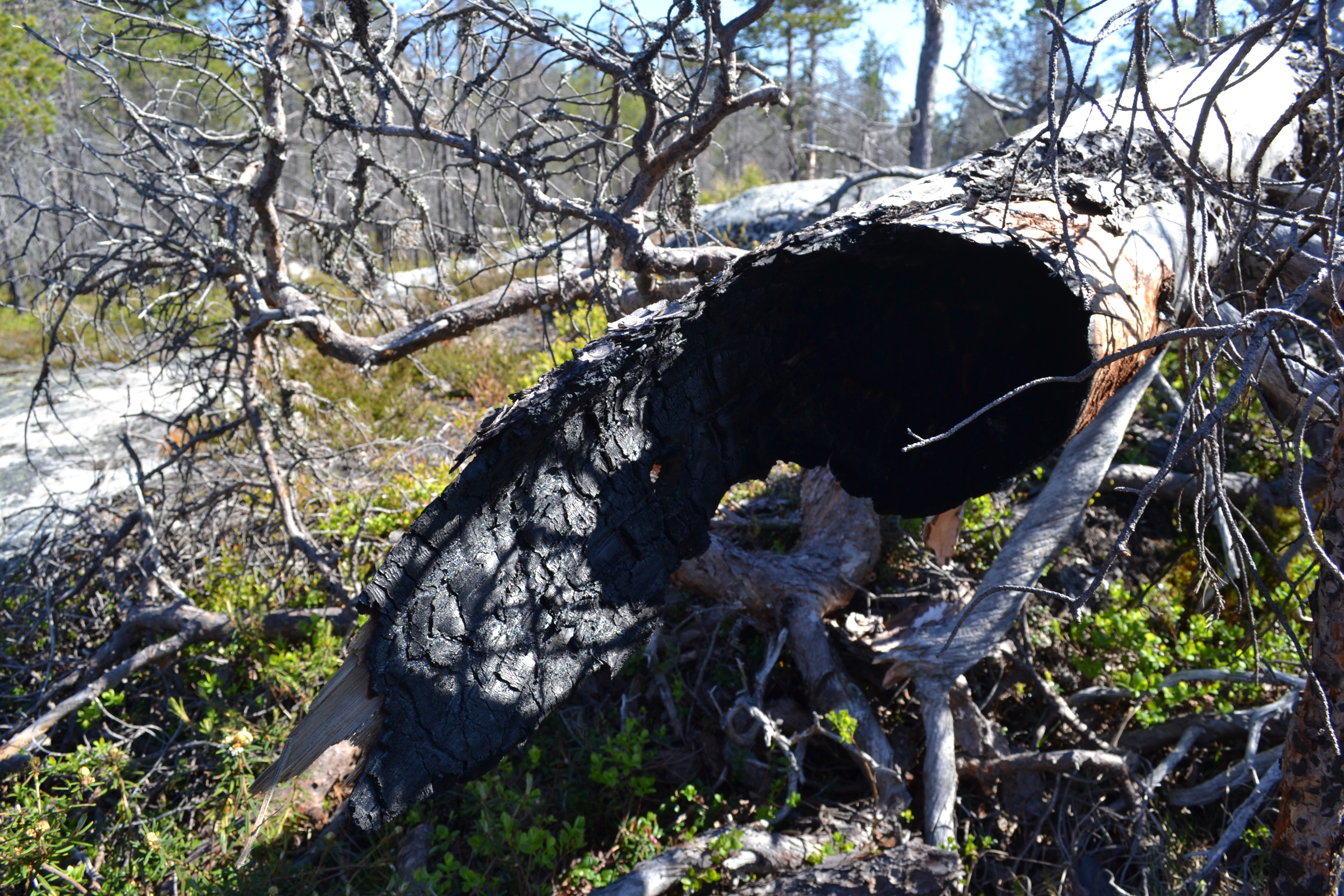Burned tree after forest fire create microhabitat for fire-loving species. Photo: Glazunova