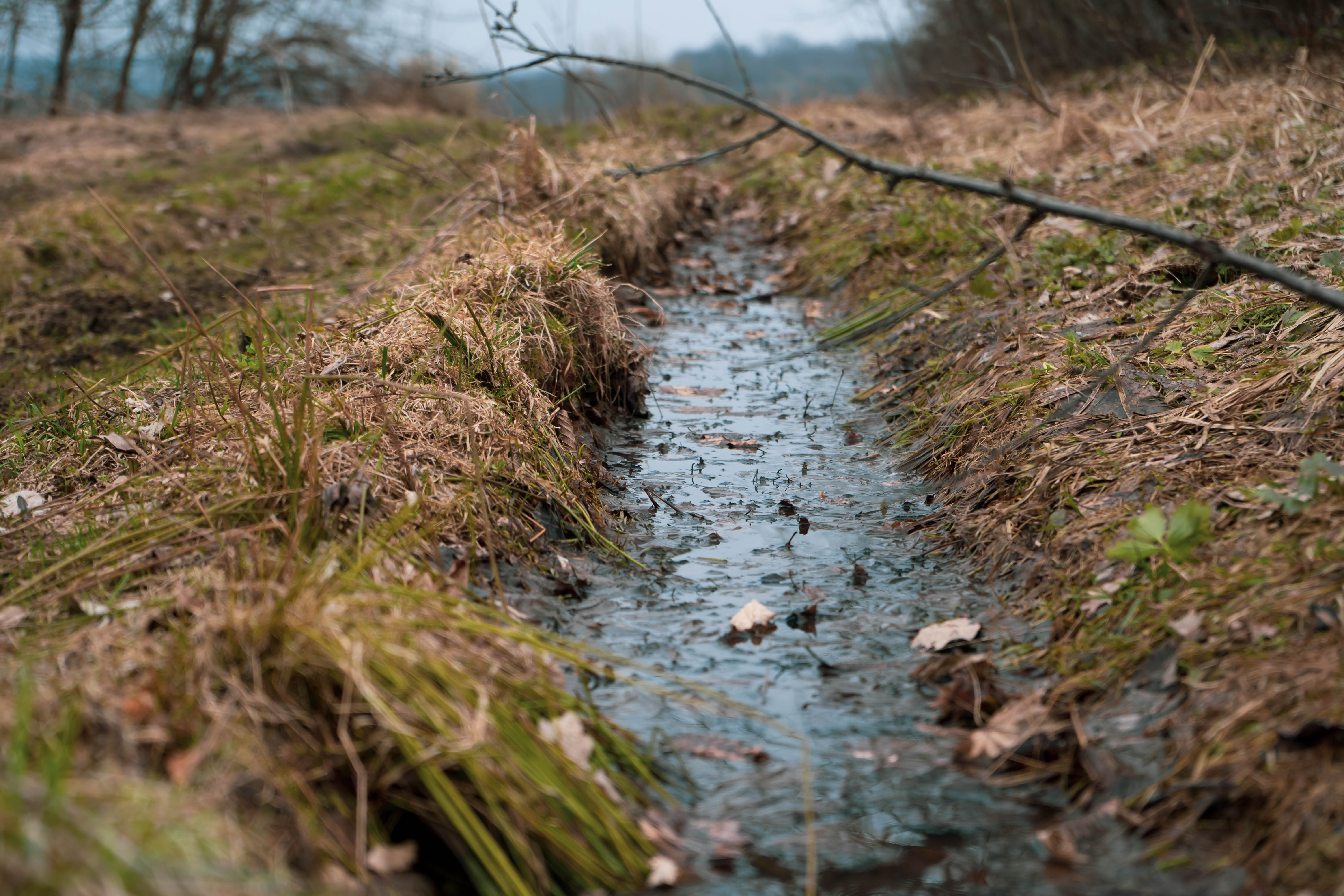 Drainage ditch in a forest. Photo: Shutterstock