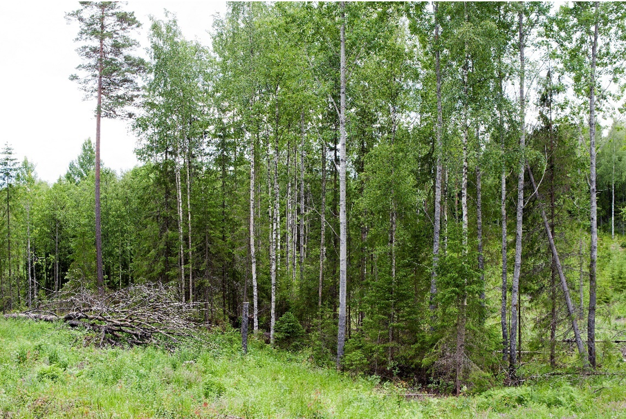 Retention tree groups. Photo: Erkki Oksanen