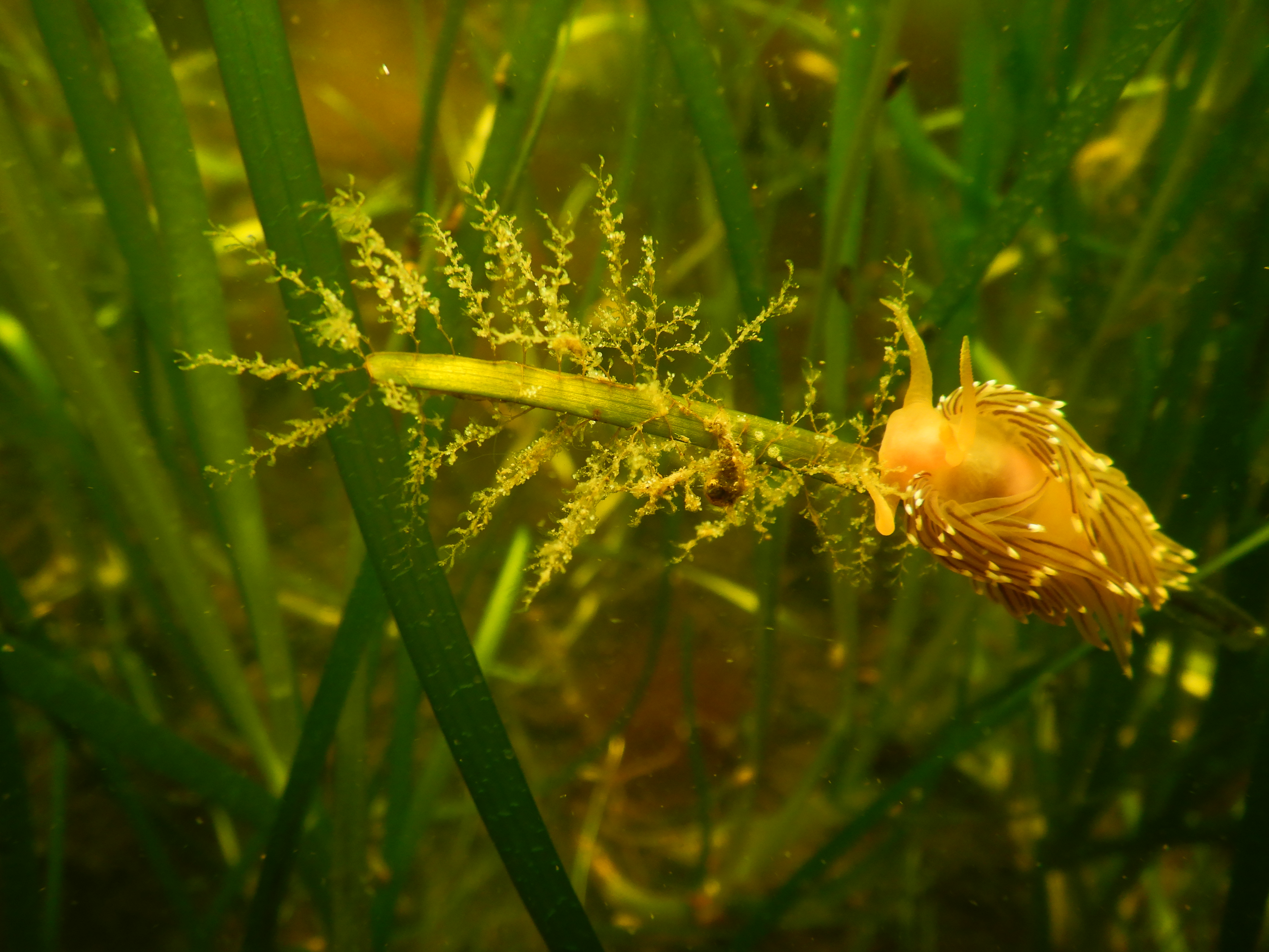 Eelgrass meadow with marine snail. Photo: Eli Rinde