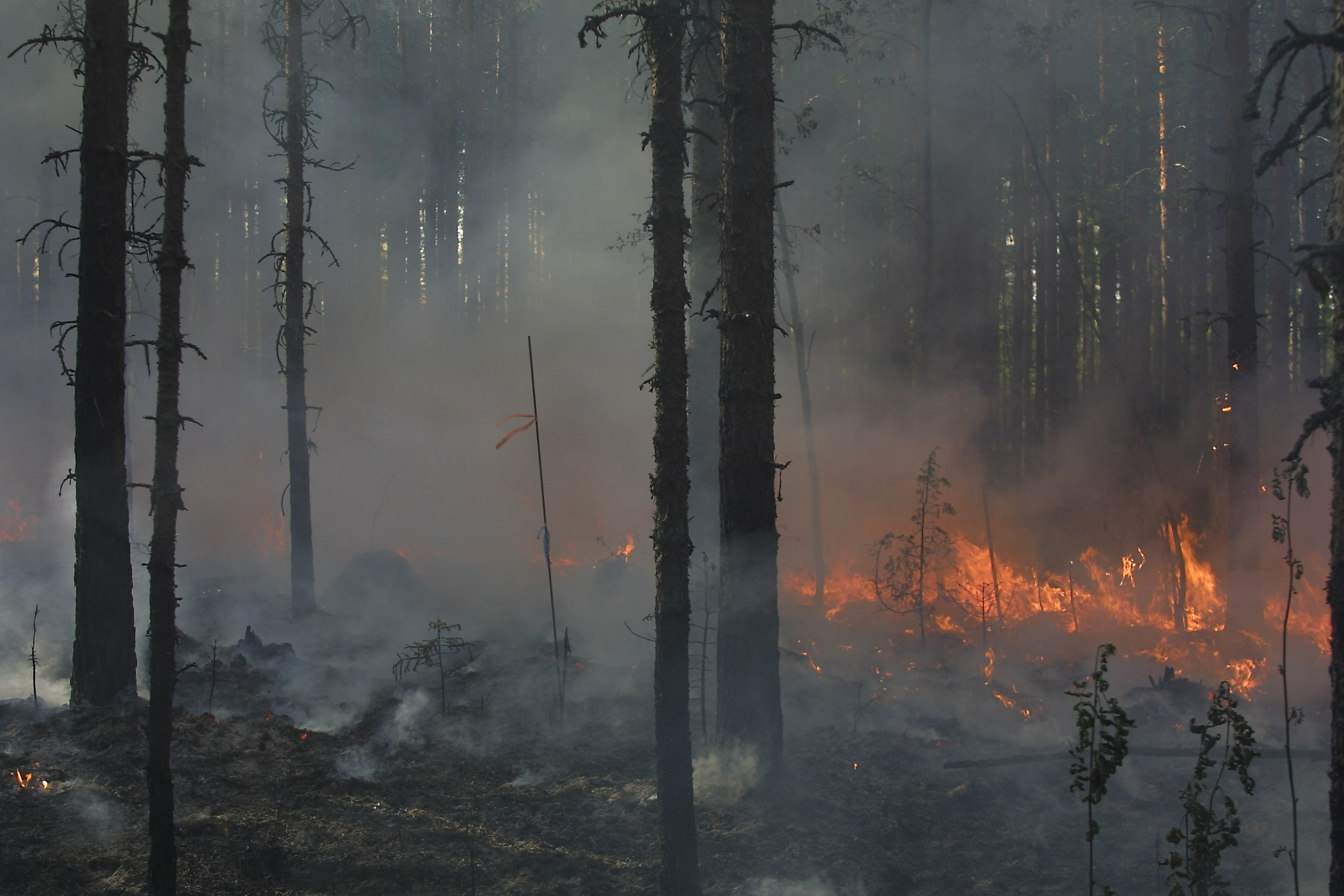 Prescribed burn in forest. Photo: Erkki Oksanen