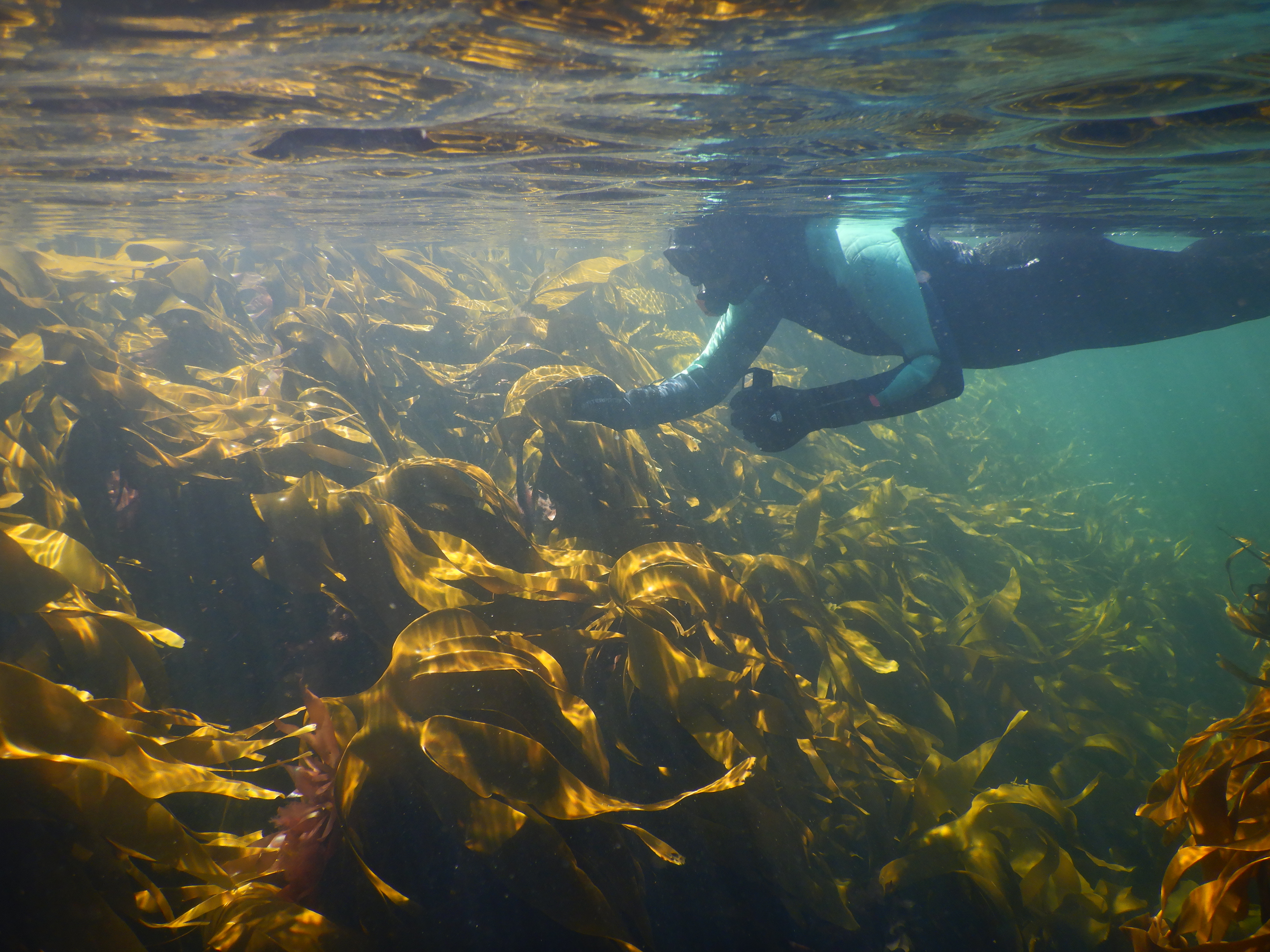 Healthy kelp forest. Photo: Eli Rinde