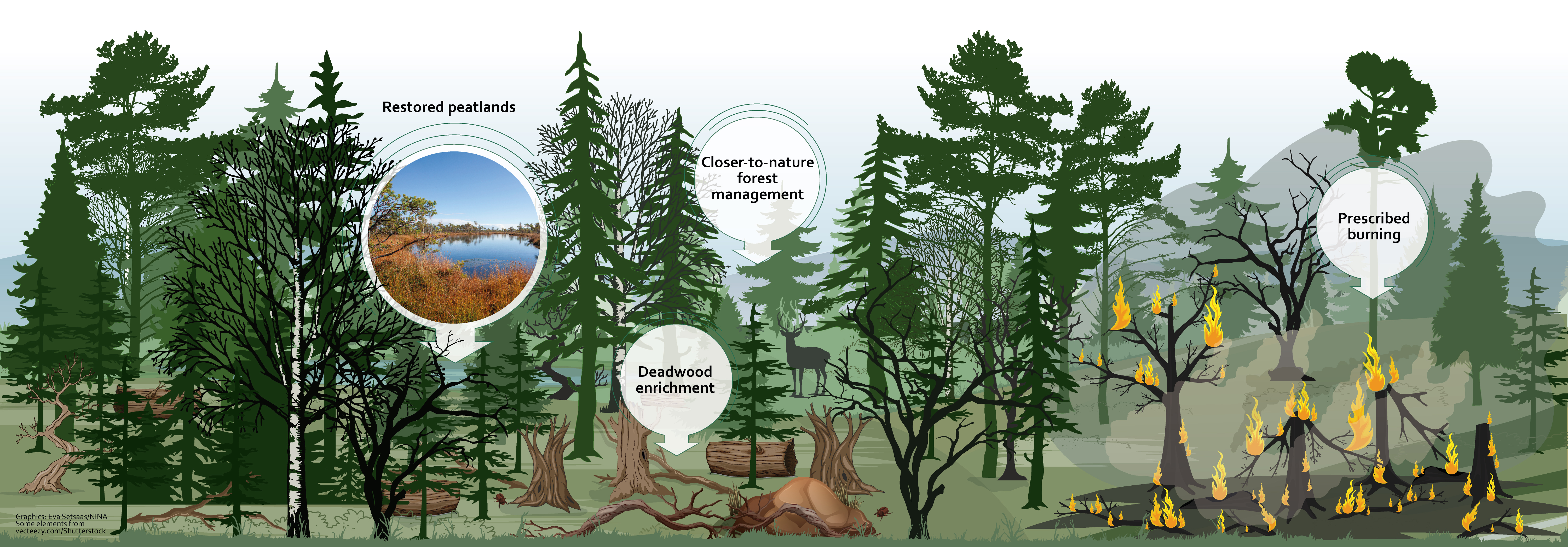 Forest graphic: After