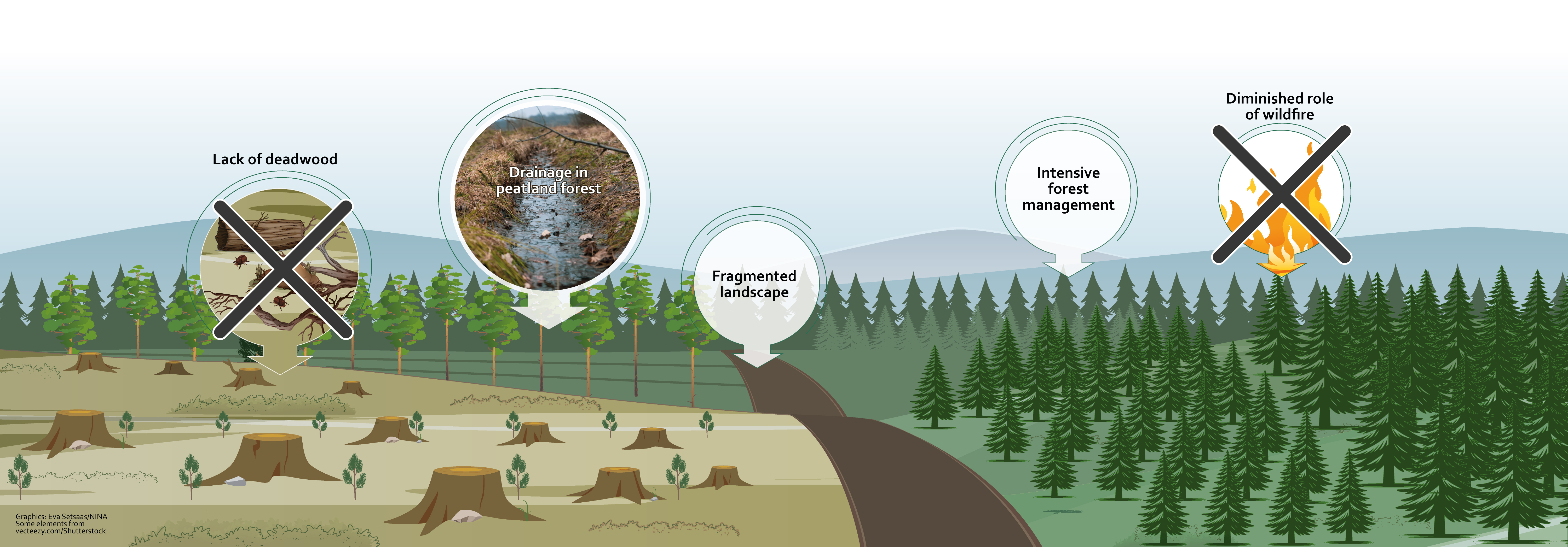 Forest graphic: Before